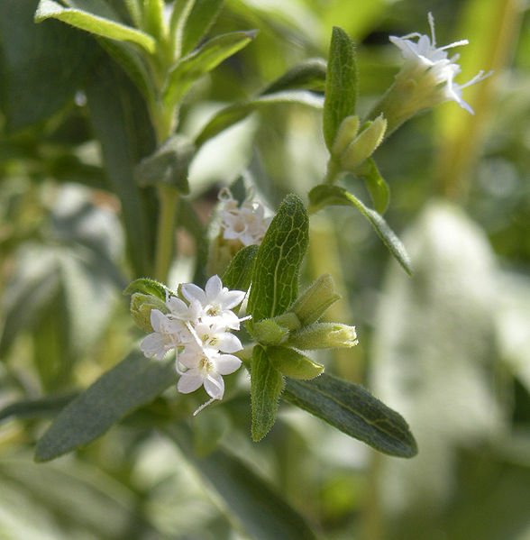 stevia甜葉菊，甜菊葉“甜菊糖”是一種低熱量“糖中之王”