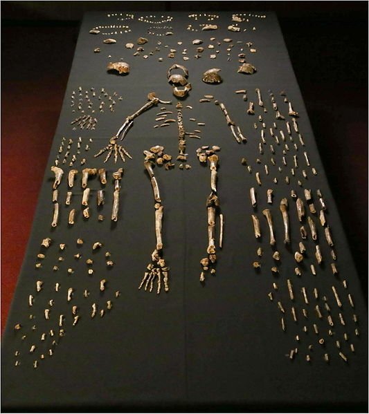 納萊迪人Homo naledi已經滅絕的人科物種「埋葬遺體」