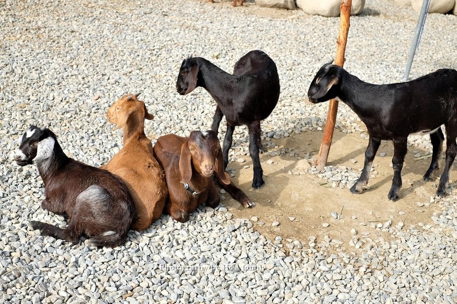 【雲林親子景點】古坑鹿營親子農場～滑草、餵小動物、落羽松林、親子餐廳19.JPG