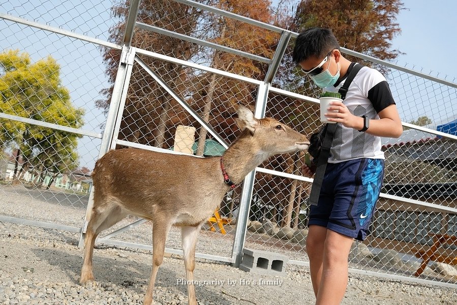 【雲林親子景點】古坑鹿營親子農場～滑草、餵小動物、落羽松林、親子餐廳26.JPG