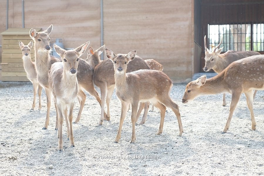 【雲林親子景點】古坑鹿營親子農場～滑草、餵小動物、落羽松林、親子餐廳25.JPG