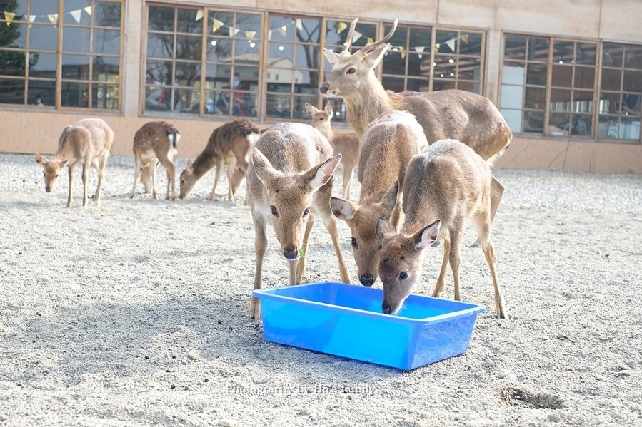 【雲林親子景點】古坑鹿營親子農場～滑草、餵小動物、落羽松林、親子餐廳27.JPG