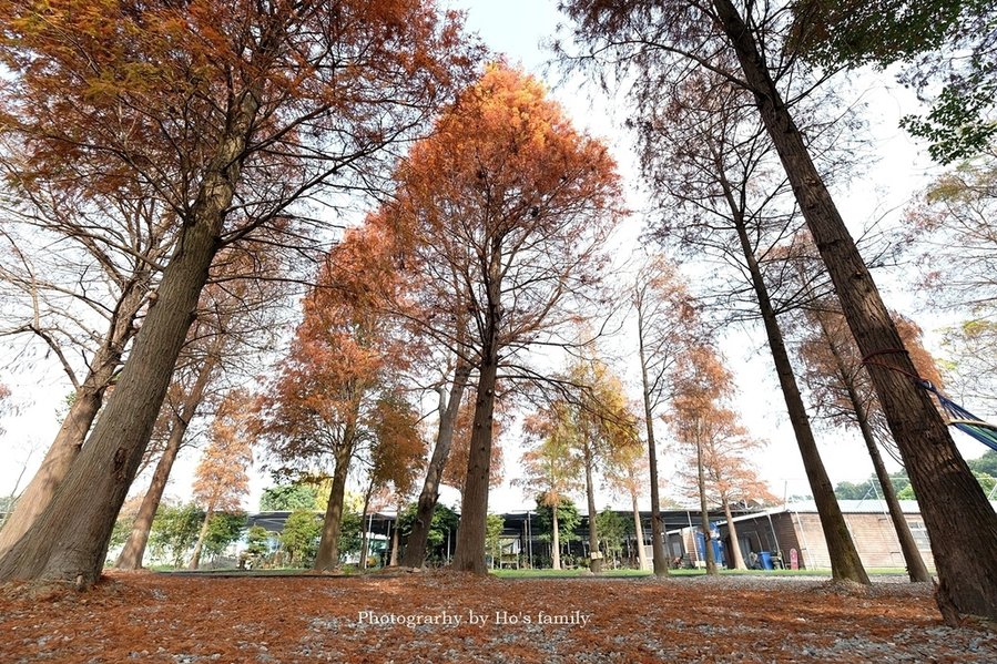 【雲林親子景點】古坑鹿營親子農場～滑草、餵小動物、落羽松林、親子餐廳31.JPG