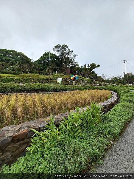 【桃園景點】-親子一日遊友善放電好地方 (大有梯田生態公園)