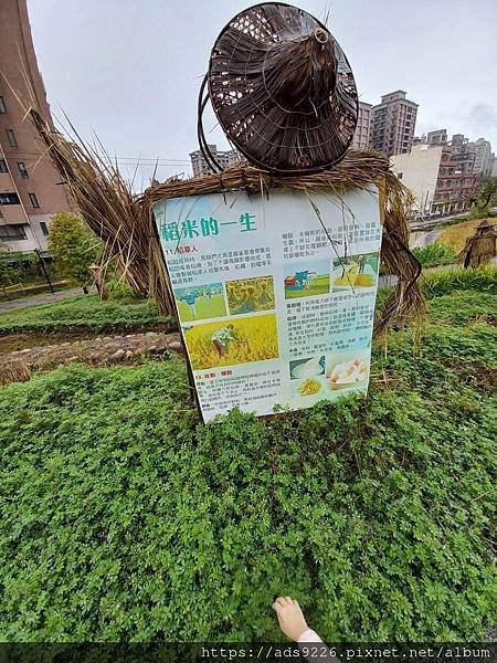 【桃園景點】-親子一日遊友善放電好地方 (大有梯田生態公園)