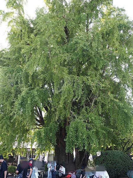 【熊本】【熊本】熊本城天守閣復活！熊本名物赤牛、熊本美食樂園