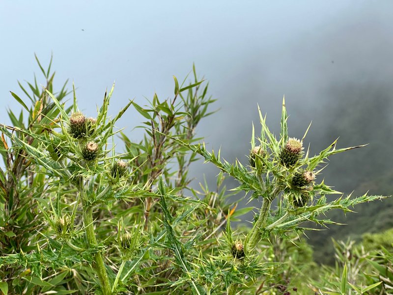 南投景點,南投景點親子,仁愛鄉景點,合歡主峰,合歡主峰步道,合歡主峰停車,百岳入門,武嶺