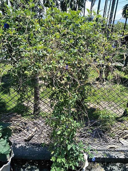 &lt;開心種菜：蝶豆花的水分管理&gt; 花卉 肥料 栽種 葉子泛黃 