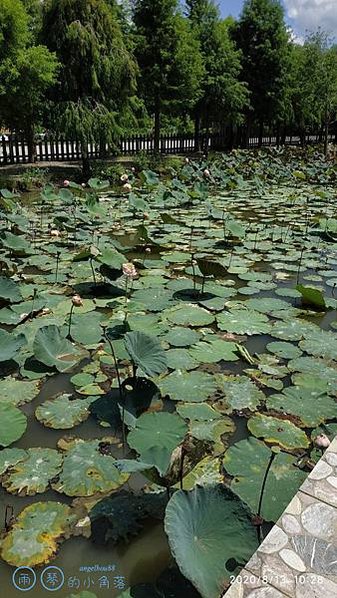2020813、14 雲嘉兩日遊_200814_239