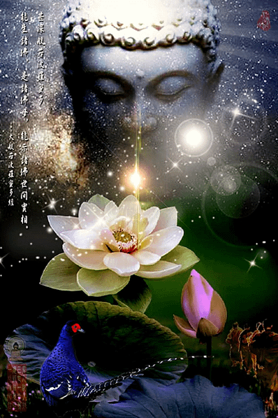 心蓮花開慧光顯，雉雞善走難飛遠--川流先生(繪圖者:Chad