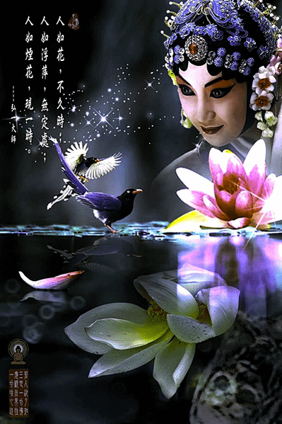 胭脂紅顏美人花，鳳鳥聞香來護駕--川流先生(繪圖者:Chad