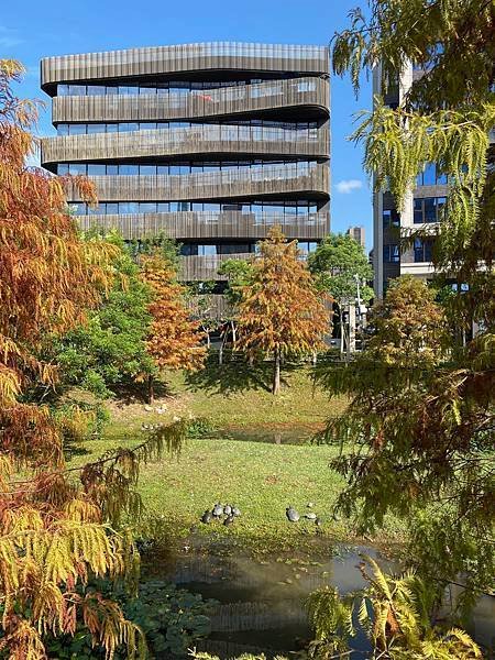 落羽松 台北市旅遊 北投旅遊 捷運奇岩站 奇岩一號公園 網美