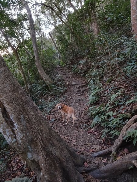 狗狗登山〉台中和平．谷關七雄．唐麻丹山