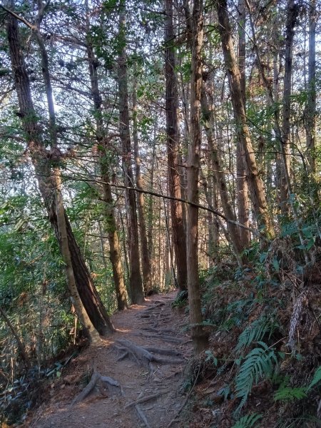 狗狗登山〉台中和平．谷關七雄．唐麻丹山