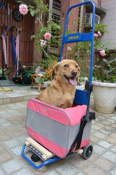 犬 DIY〉兩輪手推車變身寵物推車 V2.0