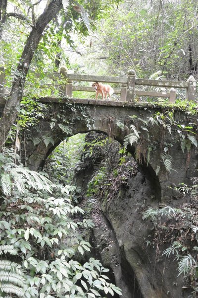 狗狗健行〉新竹峨嵋．水濂橋步道．壺穴．糯米橋