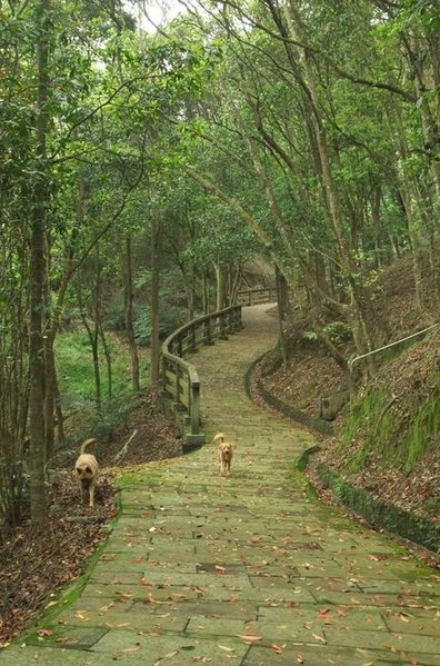 狗狗健行〉新竹峨眉．十二寮休閒農業區．登山步道．松芸軒Ⅰ