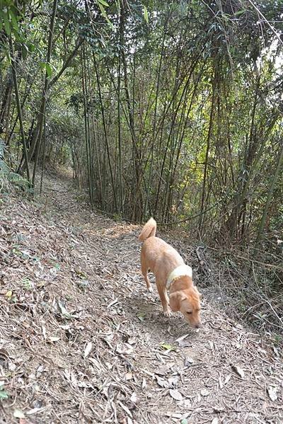 狗狗健行〉新竹芎林．文林生態古道（路線３）．庭芳麵食館