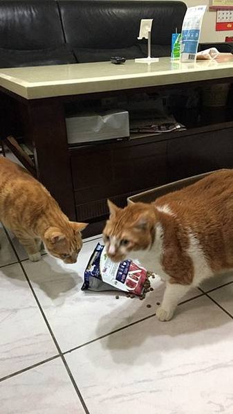 寵物飼料_201229_28