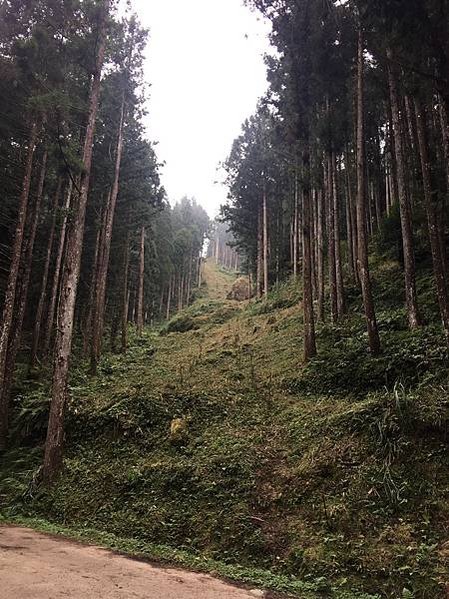 ⛺️【北部野營地點推薦】走進新竹神秘黑森林 |【羅山林道】北