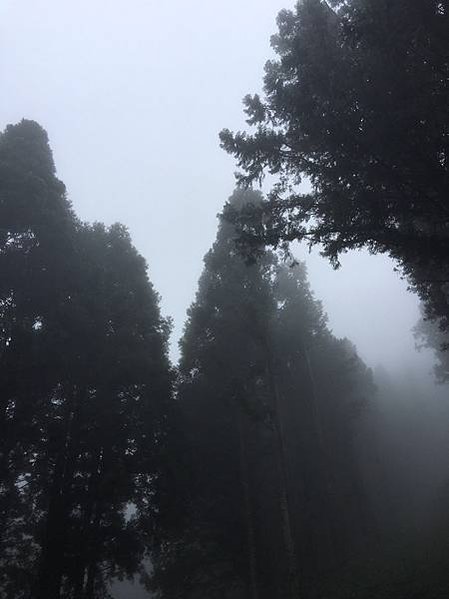 ⛺️【北部野營地點推薦】走進新竹神秘黑森林 |【羅山林道】北