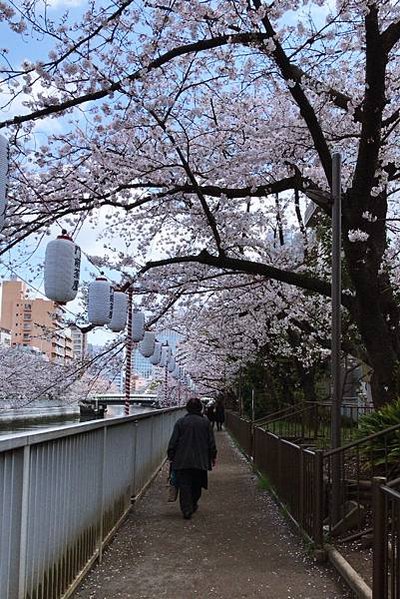 2023 | 東京賞櫻 DAY 1