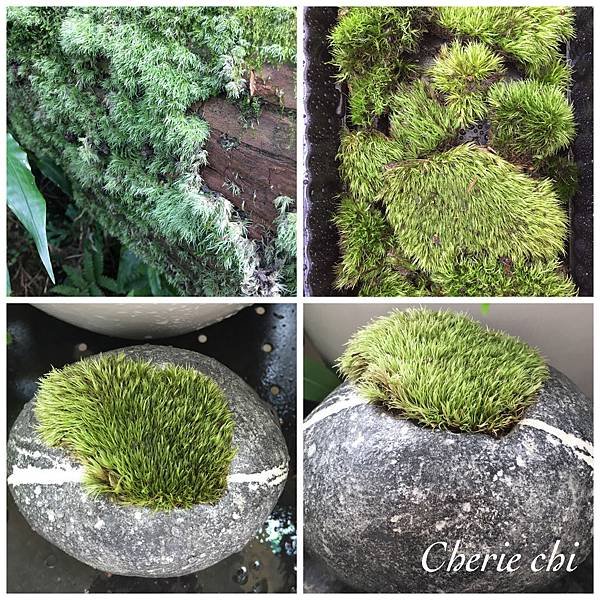 Moss Fairy  墜入青苔界的精靈