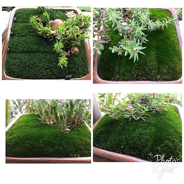 Moss Fairy  墜入青苔界的精靈