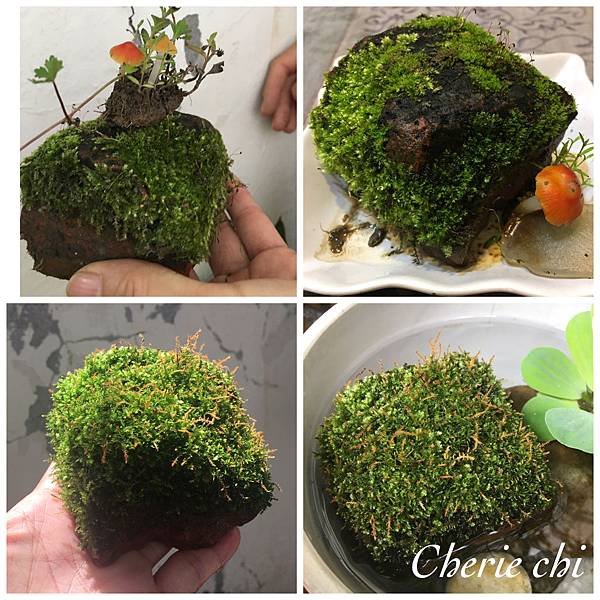 Moss Fairy  墜入青苔界的精靈