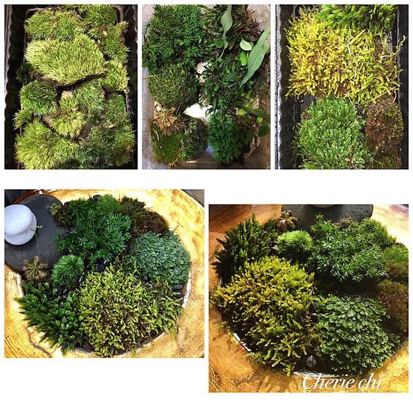 Moss Fairy  墜入青苔界的精靈