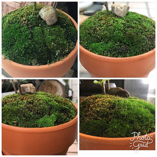 Moss Fairy  墜入青苔界的精靈