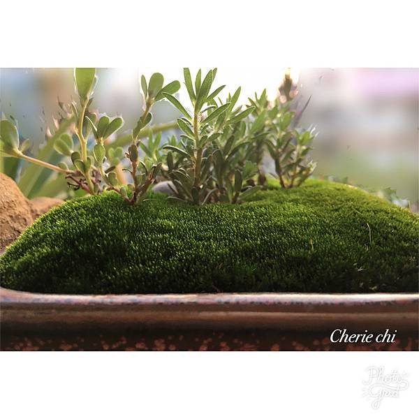 Moss Fairy  墜入青苔界的精靈