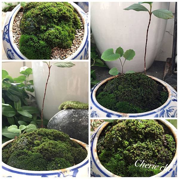 Moss Fairy  墜入青苔界的精靈