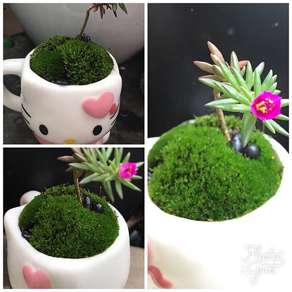 Moss Fairy  墜入青苔界的精靈