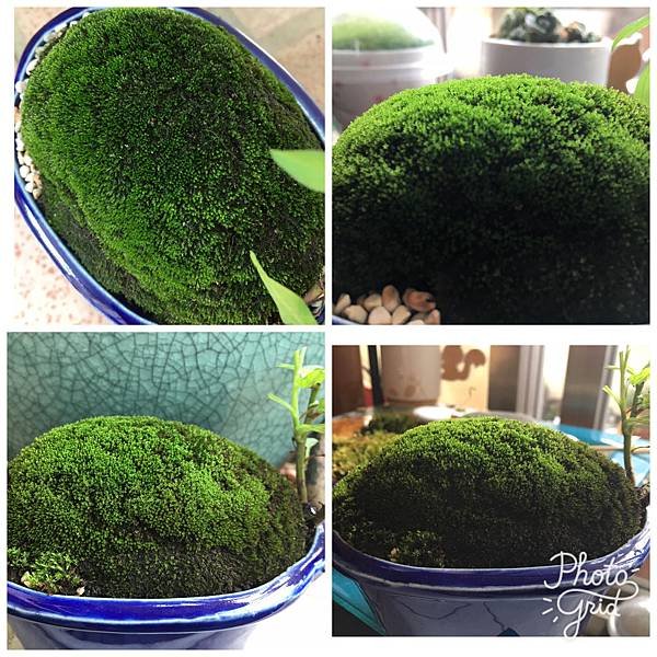 Moss Fairy  墜入青苔界的精靈