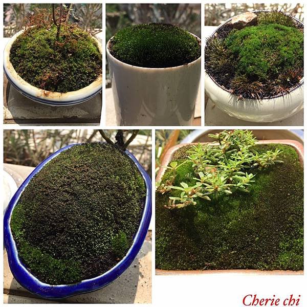 Moss Fairy  墜入青苔界的精靈