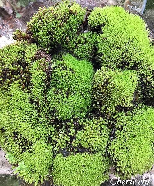 Moss Queen 青苔界的皇后-我的真蘚Bryum ar