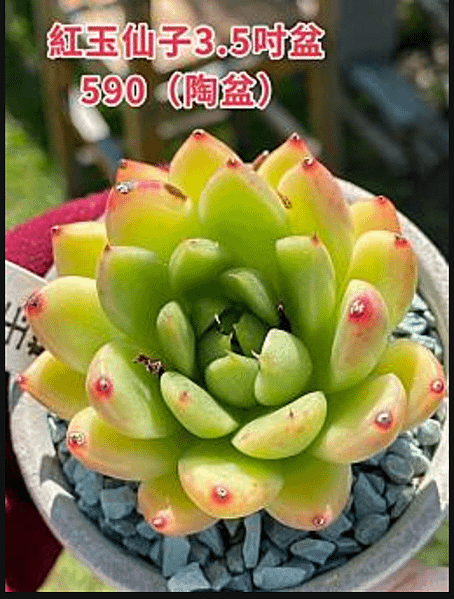 截圖 2022-06-30 下午6.17.14