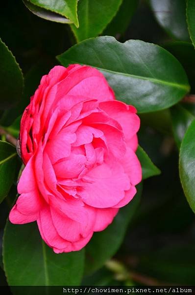 DSC_9795.jpg