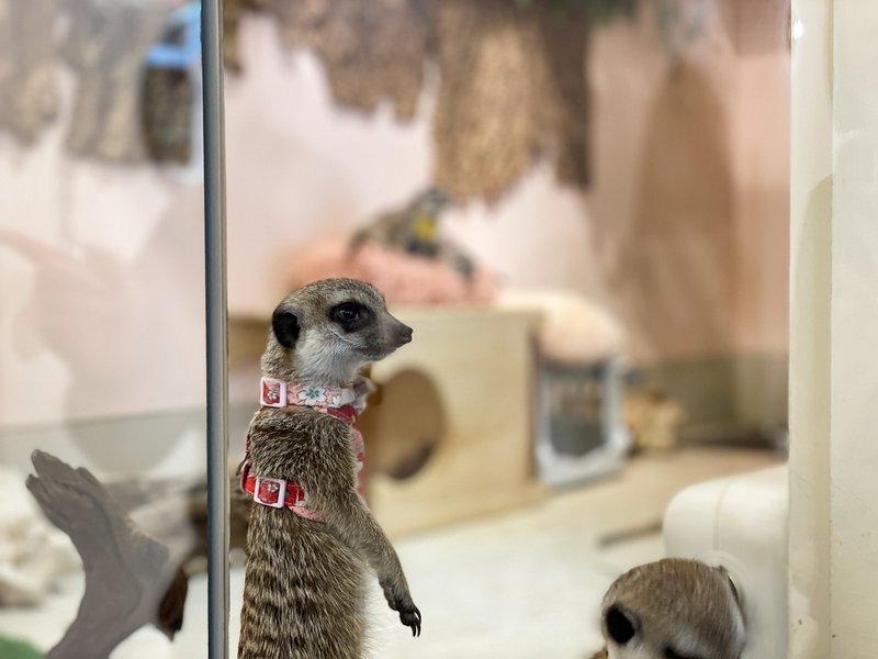 【人氣動物餐廳】台北松山小巨蛋站Meerkat75 Café