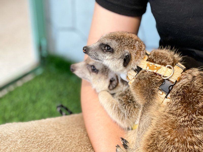 【人氣動物餐廳】台北松山小巨蛋站Meerkat75 Café