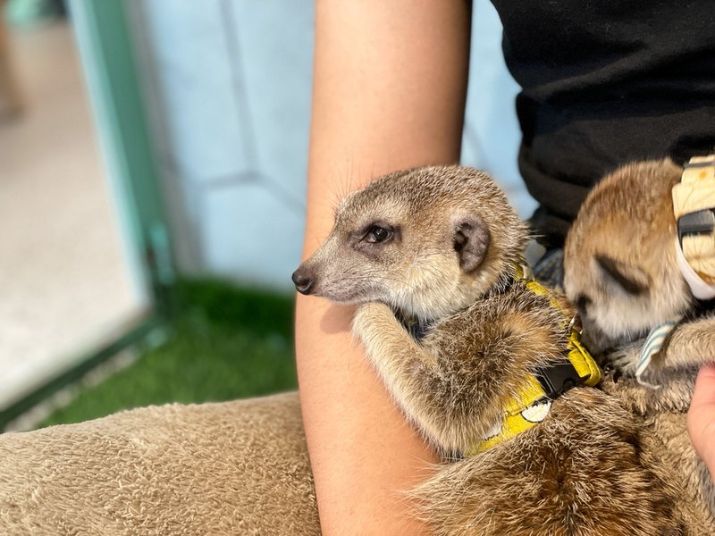 【人氣動物餐廳】台北松山小巨蛋站Meerkat75 Café