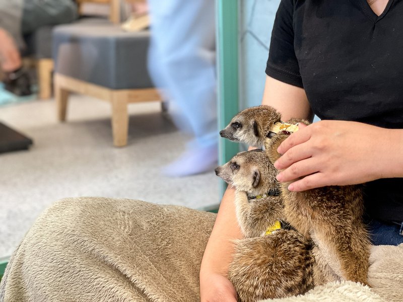 【人氣動物餐廳】台北松山小巨蛋站Meerkat75 Café