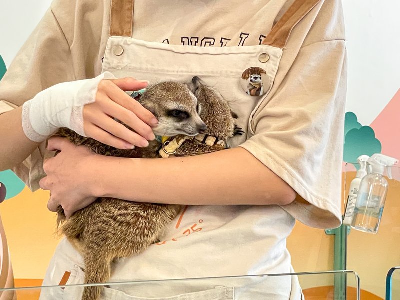 【人氣動物餐廳】台北松山小巨蛋站Meerkat75 Café