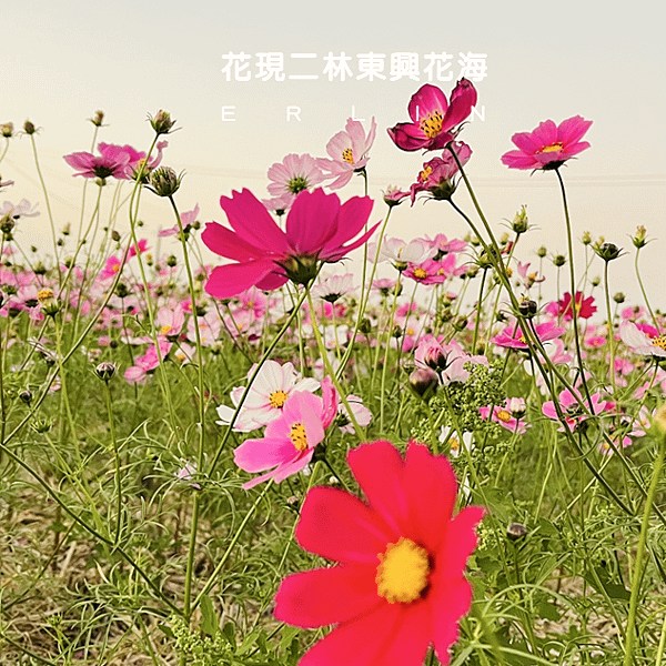 花現東興二林花海