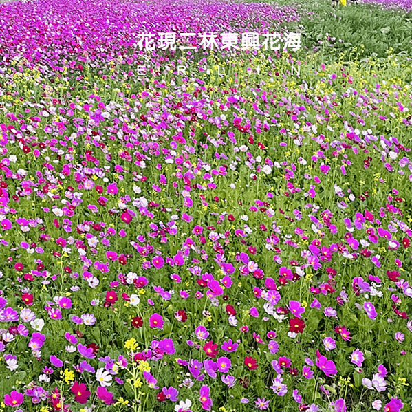 彰化免費景點 | 二林一日遊，面積最大最好拍的東興花海，彷彿