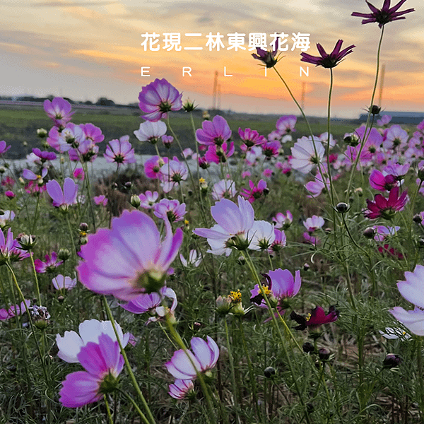 彰化免費景點 | 二林一日遊，面積最大最好拍的東興花海，彷彿