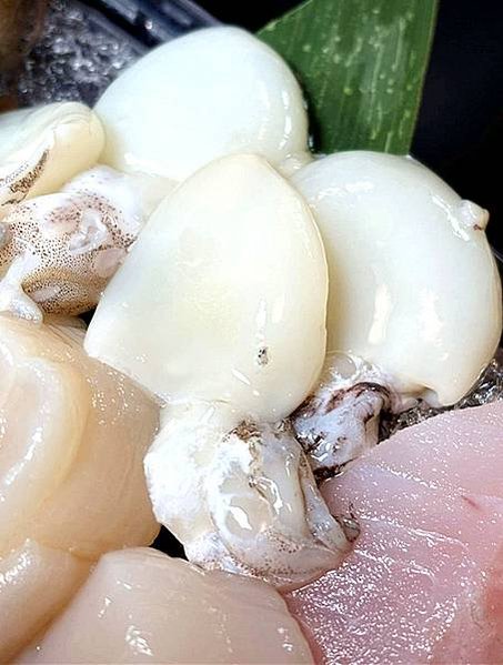 新埔和牛火鍋｜【大魔大滿足鍋物-板橋民生店】，號稱板橋火鍋霸