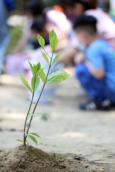 0295圖說：孩子們與山黃梔一起長大。