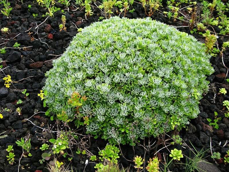 孤島上的波波草~ 蘄艾(芙蓉菊) (2)